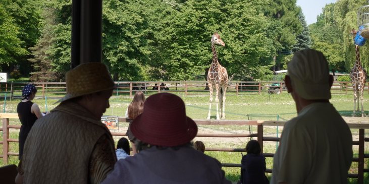 Na zdjęciu trzy osoby stojące tyłem, na drugim planie widać żyrafę